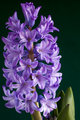 Hyacinth