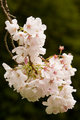 Flowering Tree