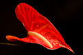 Flamingo Plant