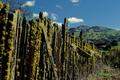 Moss Covered Fence