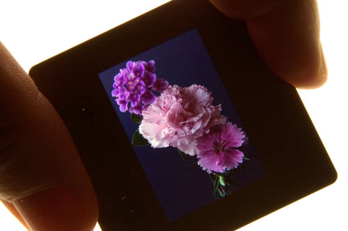 The light box
