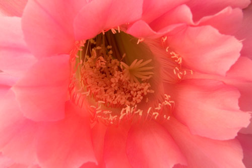 Cactus Flower Detail