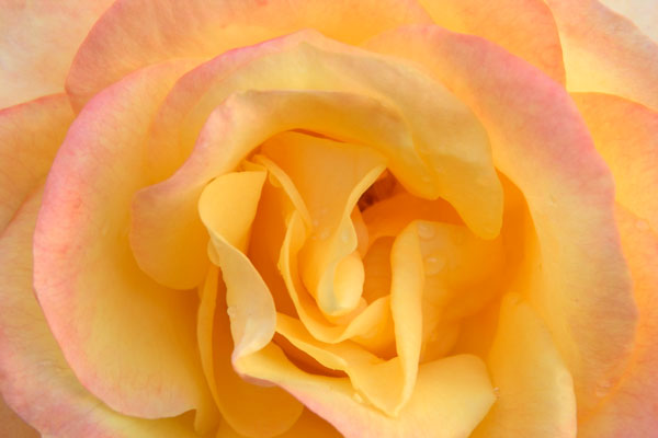 Yellow/Pink Rose