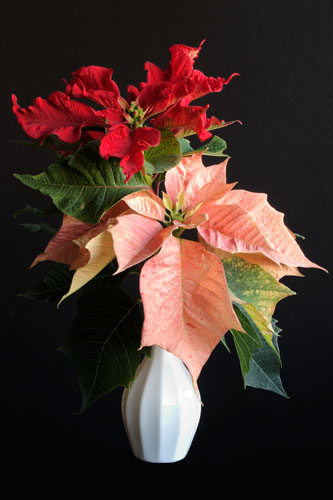 Poinsettia Arrangement