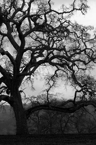 Tangled Sky