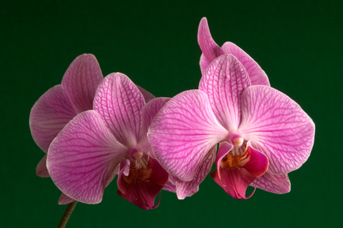 Pink Phaleonopsis