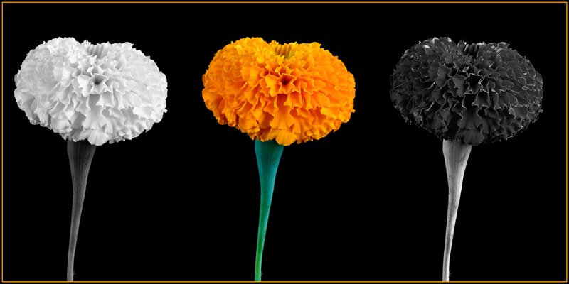 Marigold Threesome