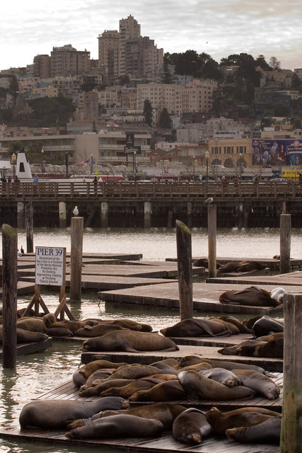Sea Lions on San Francisco Bay