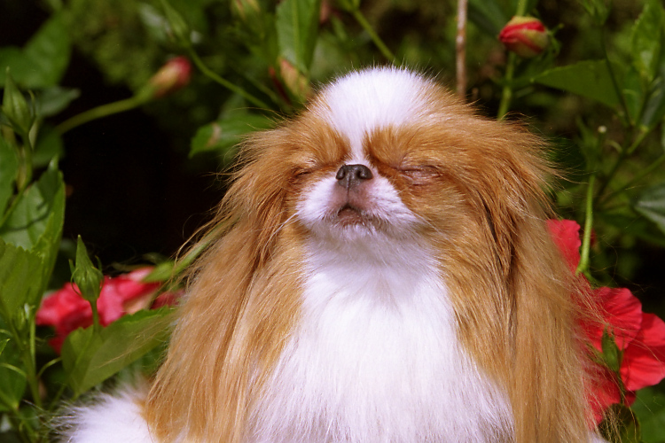 Japanese Chin Outdoors