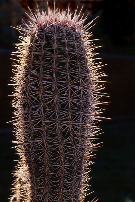 Backlit Cactus