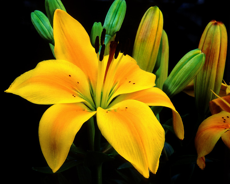 Lily with unopened blossoms