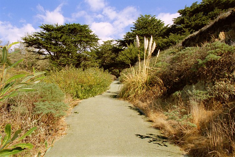 Narrow Path