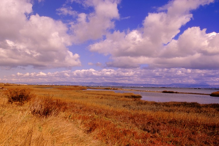Clouds over tidal wetlands