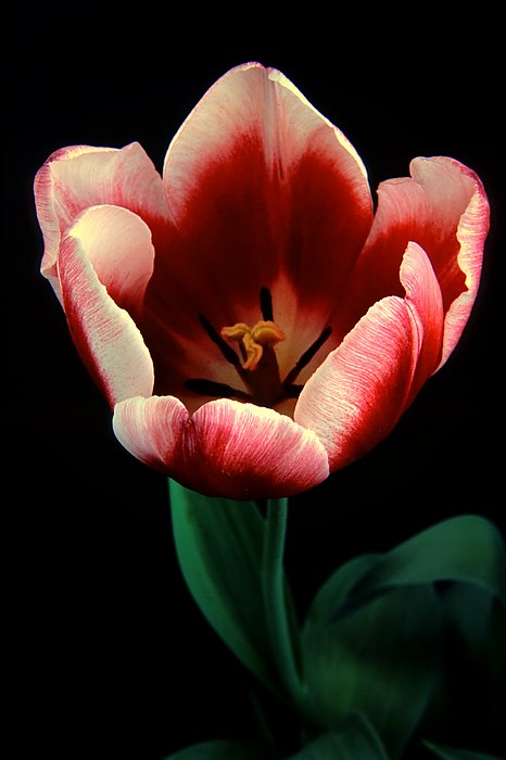 Tulip Closeup