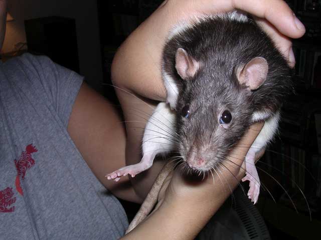 tibbyrat.jpg
