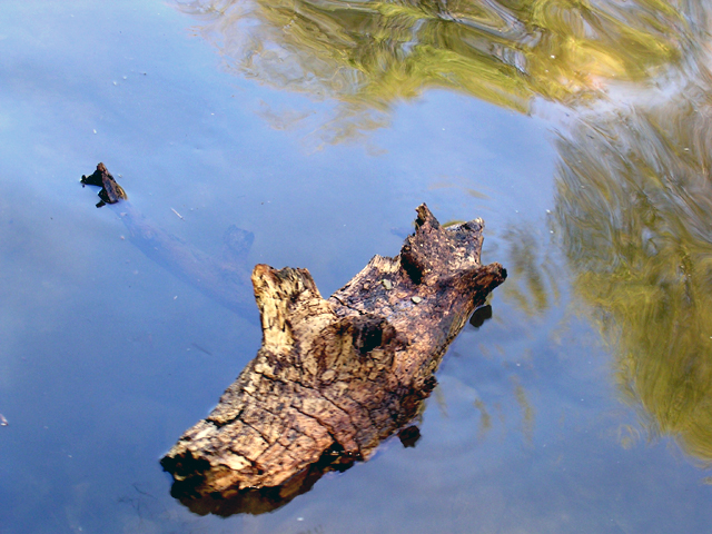 still life in water.jpg