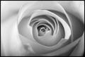 White Rose