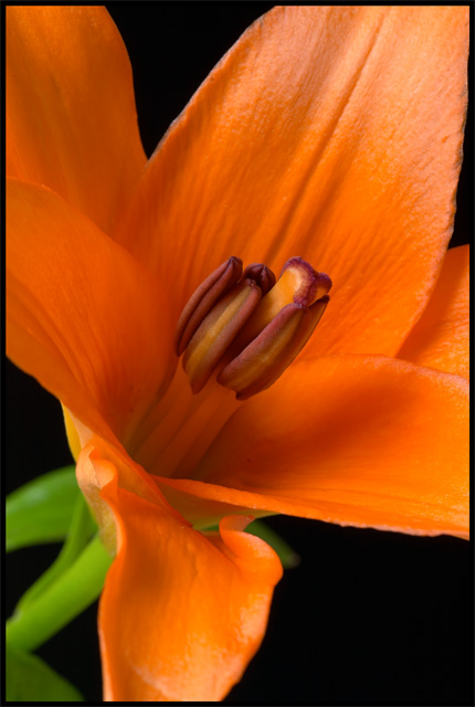 Lily
