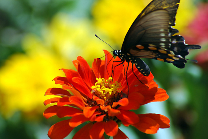 bp-butterfly.jpg