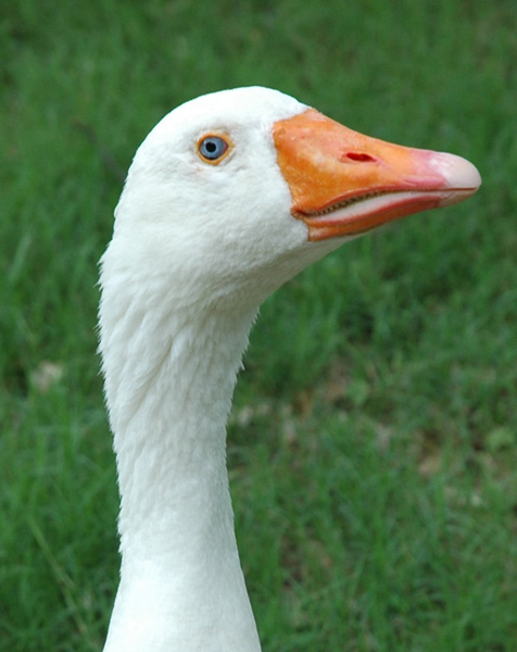 goose-cu.jpg