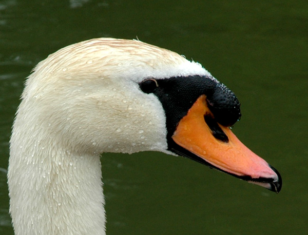 swan-cu.jpg