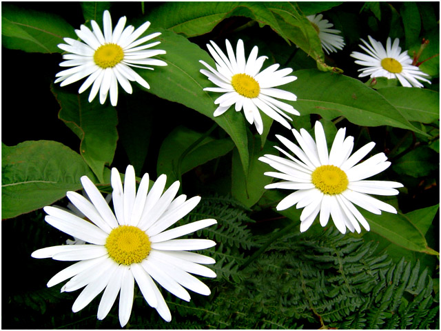 FlowerF640.jpg