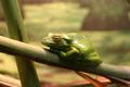 Lazy Frog