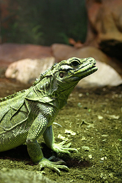 Iguana