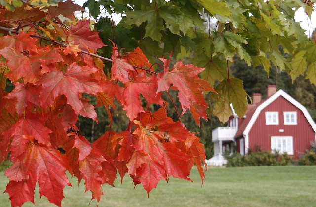 fall in sweden