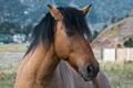 Horse With Character