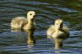 Baby Ducklings