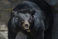 Mama Bear