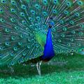 Peacock Spread