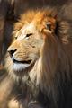 Majestic
