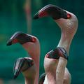 Flamingos