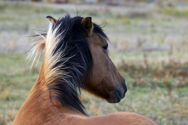 Beautiful Mane