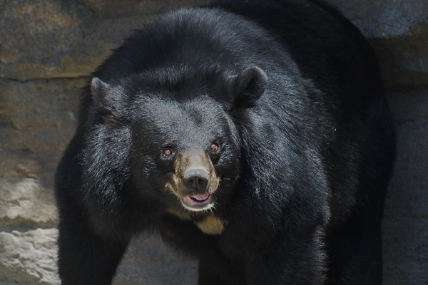 Mama Bear