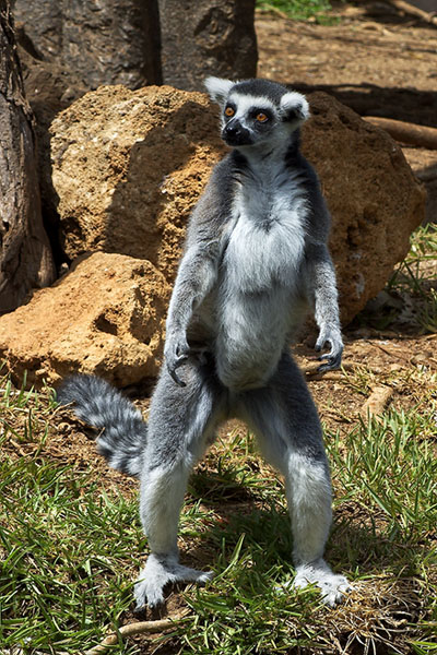 Ring Tailed Lemur