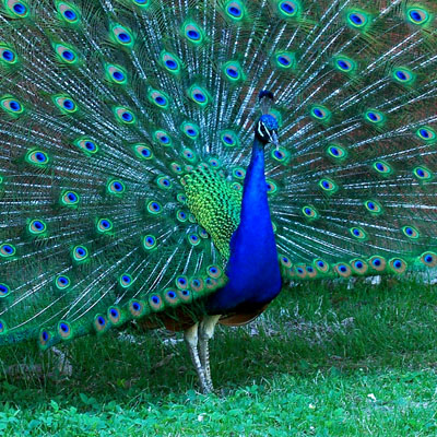 Peacock Spread