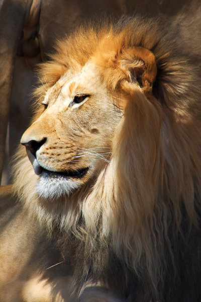 Majestic