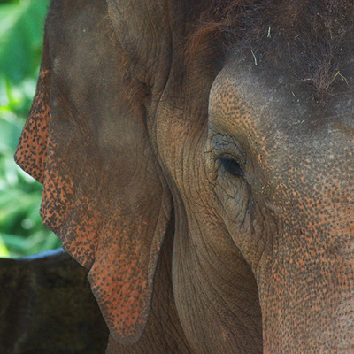 Indian Elephant