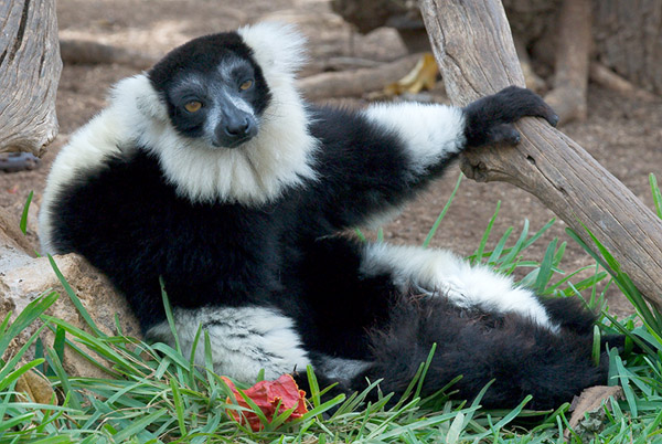 Casual Lemur