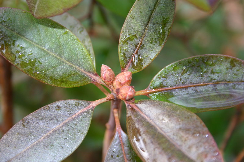 Morning Dew
