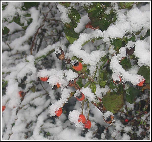 Snow Berries