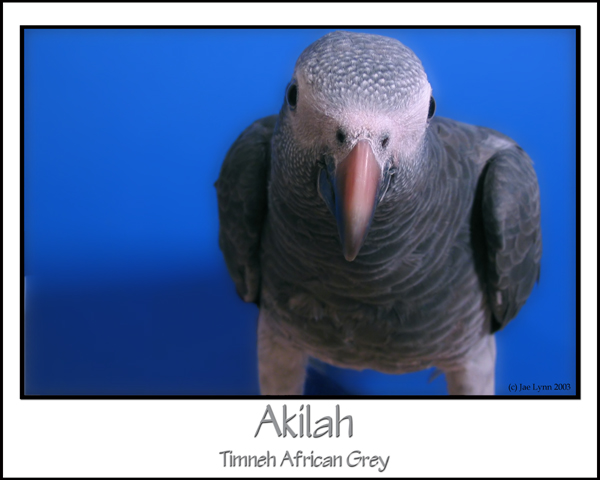 Akilah