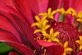 Pollen II