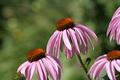Echinacea