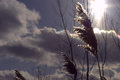 Pampas in the wind
