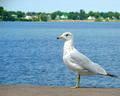 sea-gull