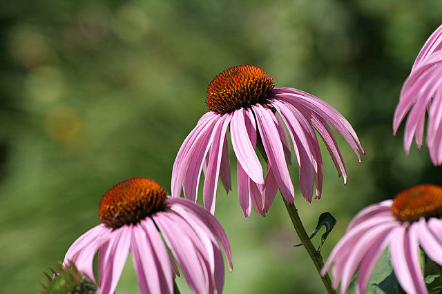 Echinacea